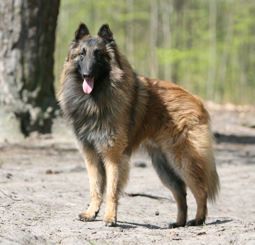 Belgischer Schäferhund-Tervueren | CombiBreed – für Ihren Hund