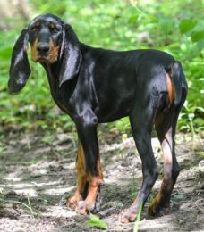 Coonhound Black and Tan canivaris Basic und Selekt